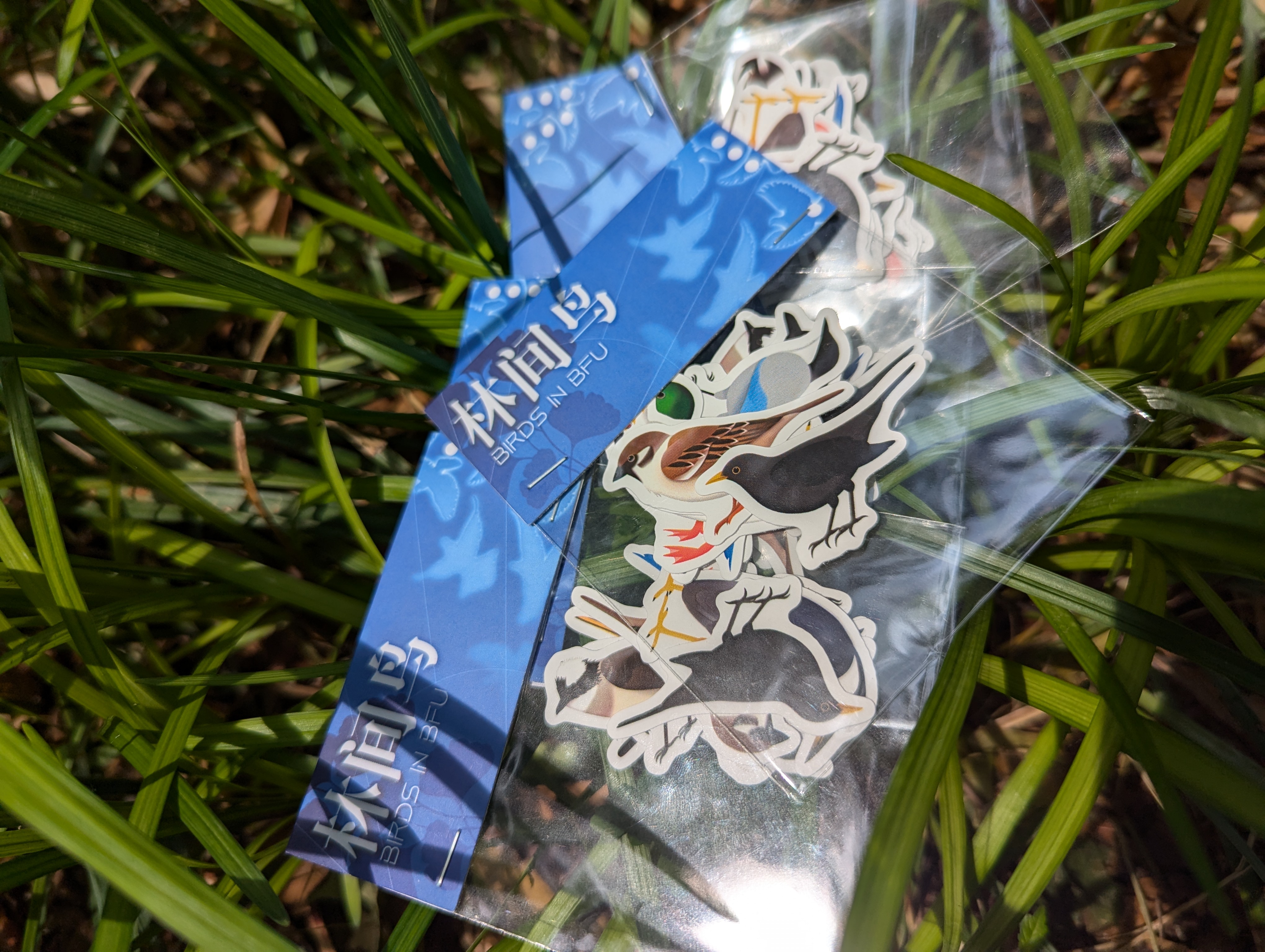 林间鸟 - 实拍展示 1